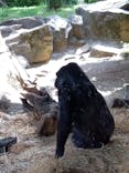 恩賜上野動物園に投稿された画像（2025/5/4）