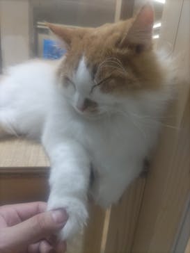 Cat Café MOFF 枚方モール店に投稿された画像（2025/5/3）