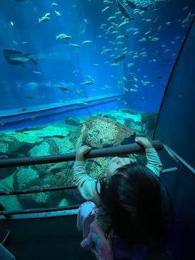 アクアワールド茨城県大洗水族館に投稿された画像（2025/5/3）