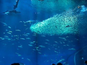 アクアワールド茨城県大洗水族館に投稿された画像（2025/5/3）