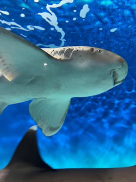 アクアワールド茨城県大洗水族館に投稿された画像（2025/5/3）