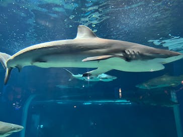 アクアワールド茨城県大洗水族館に投稿された画像（2025/5/3）