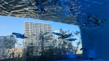 サンシャイン水族館に投稿された画像（2025/5/3）
