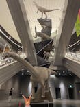 福井県立恐竜博物館に投稿された画像（2025/5/4）