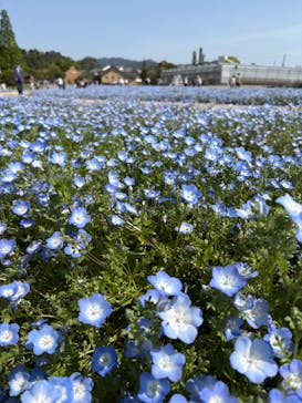淡路ファームパーク イングランドの丘に投稿された画像（2025/5/3）