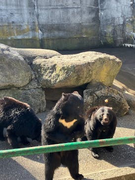 奥飛騨クマ牧場に投稿された画像（2025/5/3）