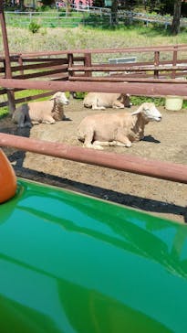 那須高原りんどう湖ファミリー牧場に投稿された画像（2025/5/3）