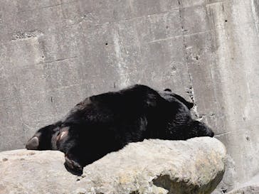 奥飛騨クマ牧場に投稿された画像（2025/5/4）