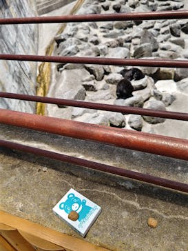 奥飛騨クマ牧場に投稿された画像（2025/5/4）