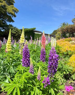 ニューヨークランプミュージアム＆フラワーガーデンに投稿された画像（2025/5/4）