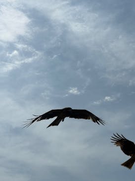 伊根湾めぐり遊覧船に投稿された画像（2025/5/4）