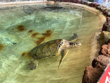 あわしまマリンパークに投稿された画像（2025/5/4）