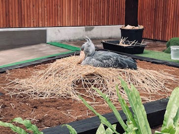 掛川花鳥園に投稿された画像（2025/5/4）