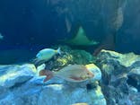 しながわ水族館に投稿された画像（2025/5/4）