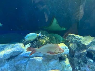 しながわ水族館に投稿された画像（2025/5/4）