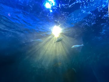 しながわ水族館に投稿された画像（2025/5/4）