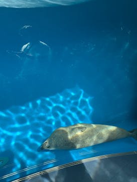 しながわ水族館に投稿された画像（2025/5/4）