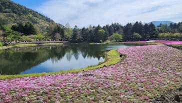富士芝桜まつり(富士本栖湖リゾート)に投稿された画像（2025/5/4）
