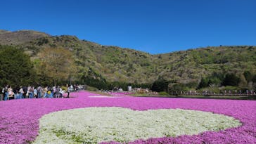 富士芝桜まつり(富士本栖湖リゾート)に投稿された画像（2025/5/4）