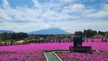 富士芝桜まつり(富士本栖湖リゾート)に投稿された画像（2025/5/4）