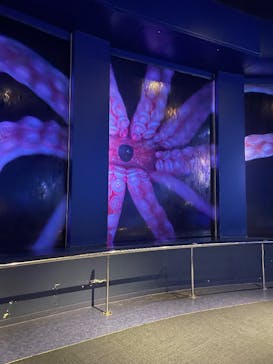 DMMかりゆし水族館に投稿された画像（2025/5/4）