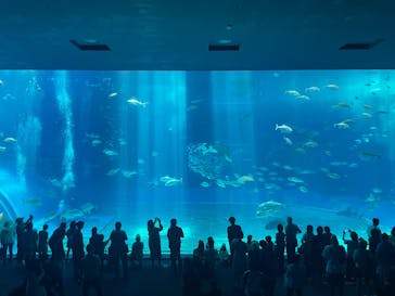 沖縄美ら海水族館に投稿された画像（2025/5/4）