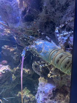 沖縄美ら海水族館に投稿された画像（2025/5/4）