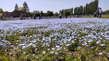 滋賀農業公園ブルーメの丘に投稿された画像（2025/5/4）