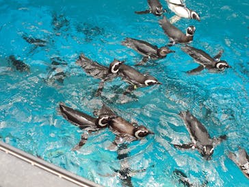 上越市立水族博物館 うみがたりに投稿された画像（2025/5/4）