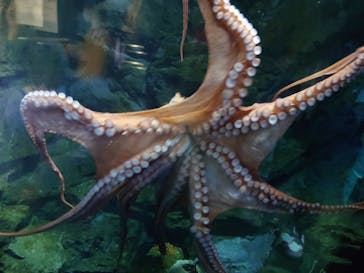 上越市立水族博物館 うみがたりに投稿された画像（2025/5/4）