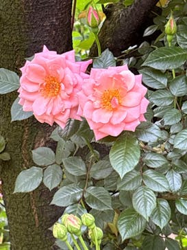 横浜イングリッシュガーデンに投稿された画像（2025/5/4）