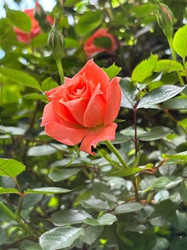 横浜イングリッシュガーデンに投稿された画像（2025/5/4）