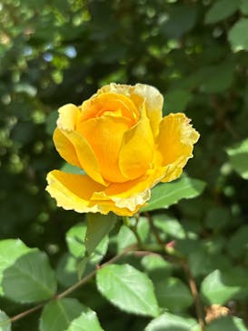 横浜イングリッシュガーデンに投稿された画像（2025/5/4）