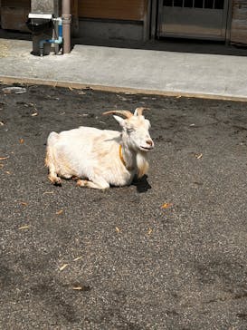 静岡市立日本平動物園に投稿された画像（2025/5/4）