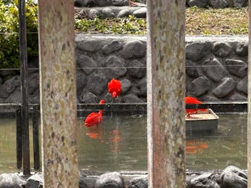 静岡市立日本平動物園に投稿された画像（2025/5/4）