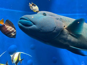 環境水族館アクアマリンふくしまに投稿された画像（2025/5/4）
