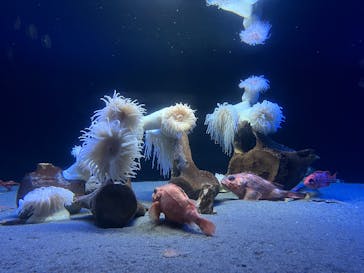 環境水族館アクアマリンふくしまに投稿された画像（2025/5/4）