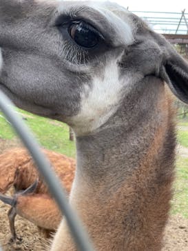 秋田市大森山動物園に投稿された画像（2025/5/4）