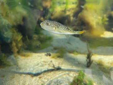 環境水族館アクアマリンふくしまに投稿された画像（2025/5/4）