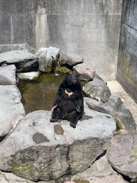 奥飛騨クマ牧場に投稿された画像（2025/5/4）