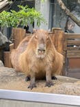 世界淡水魚園水族館　アクア・トトぎふに投稿された画像（2025/5/4）