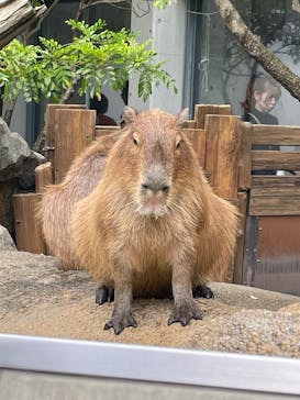世界淡水魚園水族館　アクア・トトぎふに投稿された画像（2025/5/4）