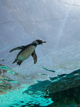 天王寺動物園に投稿された画像（2025/5/4）