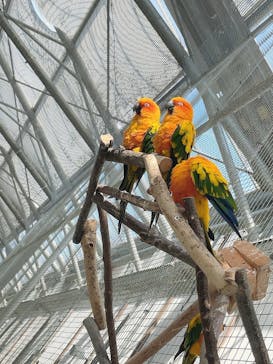 掛川花鳥園に投稿された画像（2025/5/4）