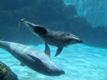 名古屋港水族館に投稿された画像（2025/5/4）