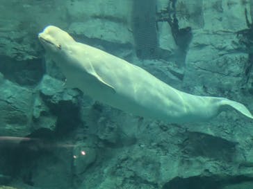 名古屋港水族館に投稿された画像（2025/5/4）