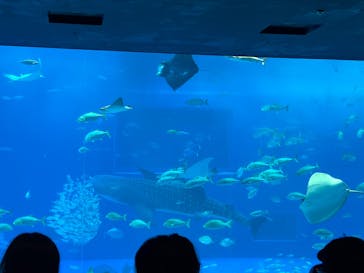 沖縄美ら海水族館に投稿された画像（2025/5/4）