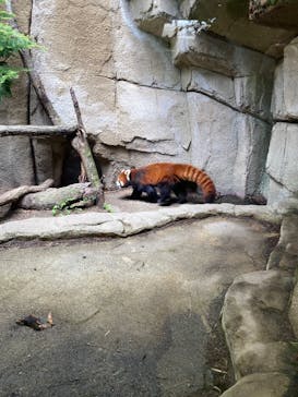 那須どうぶつ王国に投稿された画像（2025/5/4）