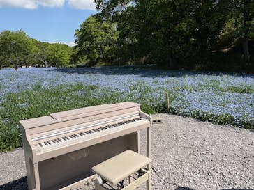 こうべアグリパークネモフィラの丘2025に投稿された画像（2025/5/4）