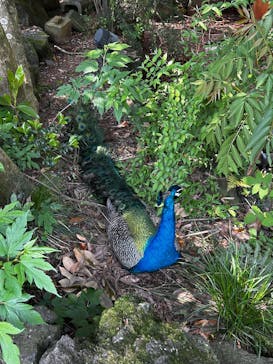 伊豆シャボテン動物公園に投稿された画像（2025/5/4）